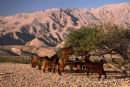 Oman Glyn Davies Landscape