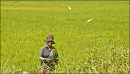 Planting or Picking ? Glyn Davies Sri Lanka