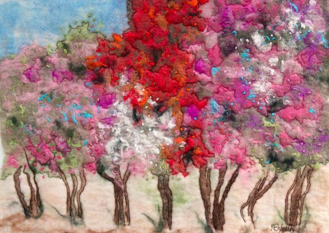 Bougainvillea