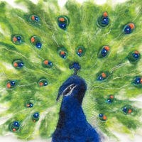 Blue Peacock