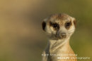 Miscellaneous Africa