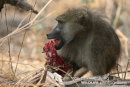 Monkey and baboon