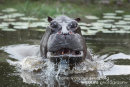 Hippo