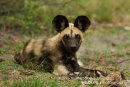 African wild dog