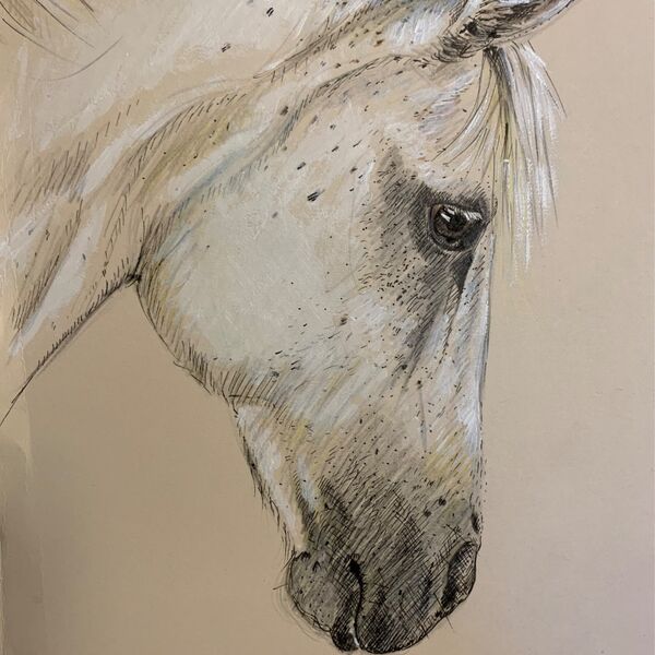 Grey Pony Drawing Susie