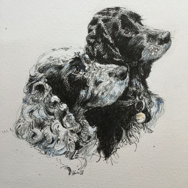 Spaniels