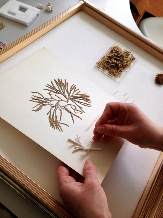 Herbarium Finds; Porcelain Plants, Kathryn Parsons