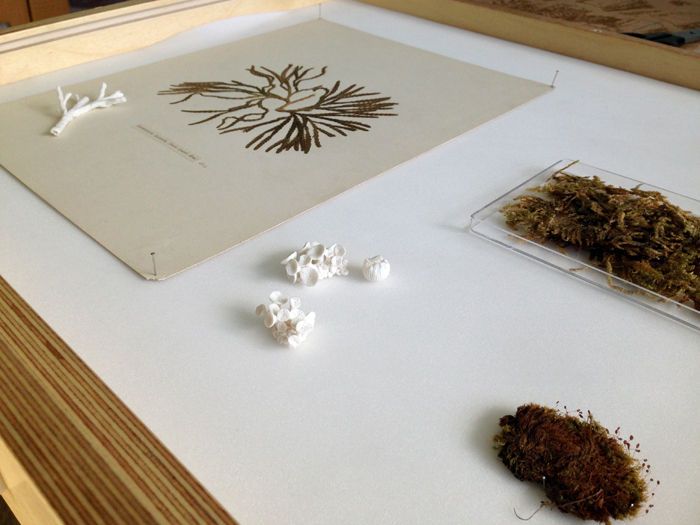 Herbarium Finds; Porcelain Plants, Kathryn Parsons