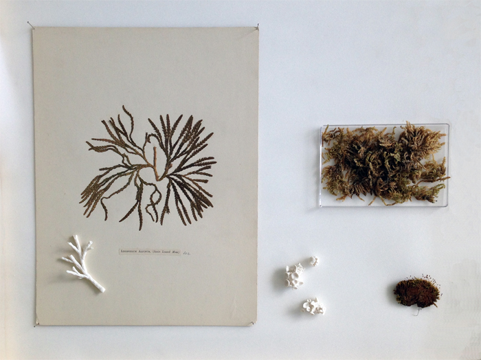 Herbarium Finds; Porcelain Plants, Kathryn Parsons