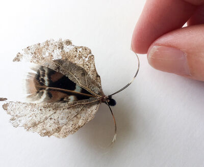 Lace Wing Moth by Kathryn Parsons