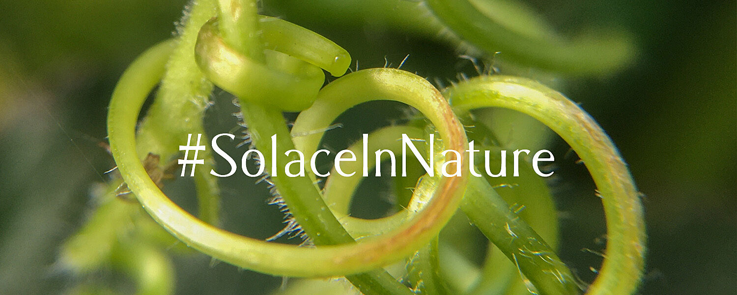 #SolaceInNature