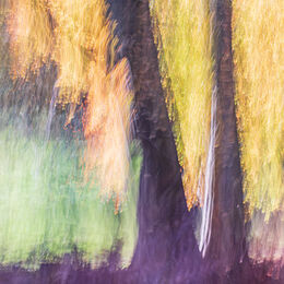 KRB8403 ICM image of the Norfolk woodlands