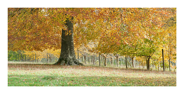 An English Autumn