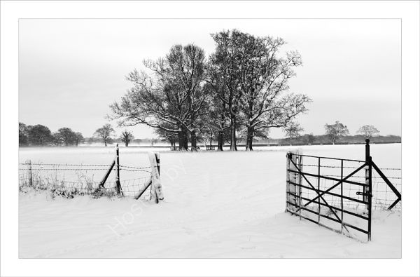 Winter Trees - Black and White