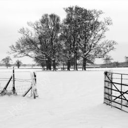 Winter Trees - Black and White
