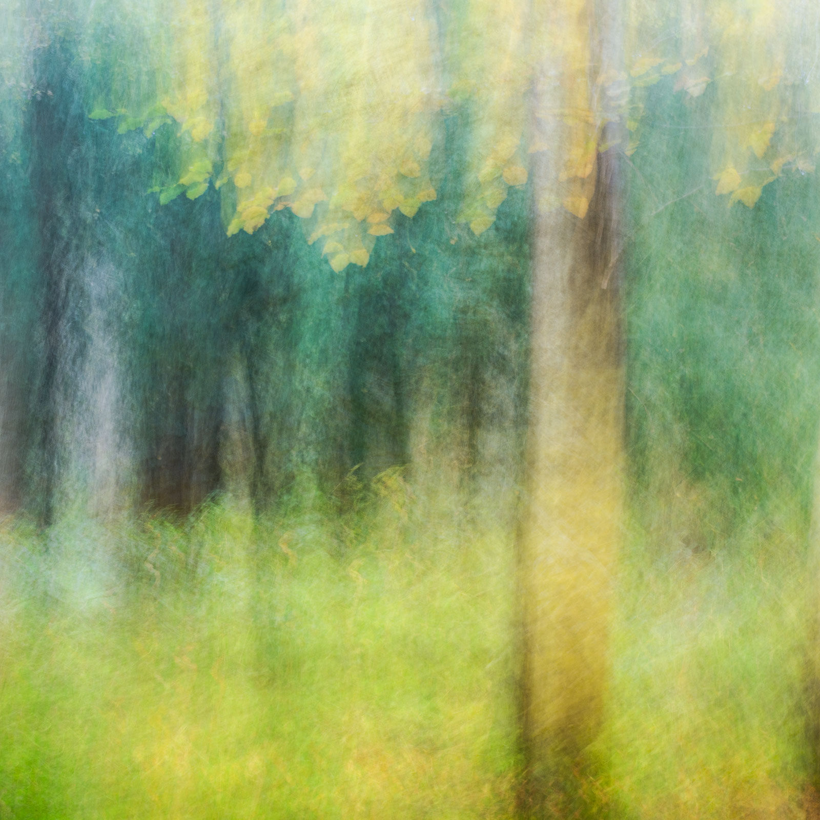 ICM image of the Norfolk woodlands