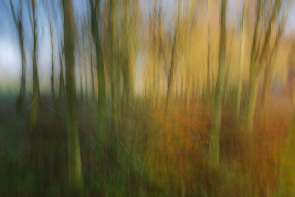 Abstract Trees