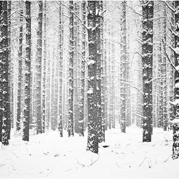 Woodland Winter