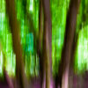 Woods Abstract