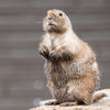 Prairie Dog