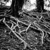 Tree Roots