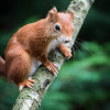 Red Squirrel