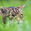 Scottish Wildcat