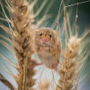Harvest Mouse