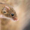 Harvest Mouse 3