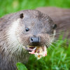 Otter eating