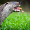 Otter eating 2