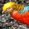 Golden Pheasant