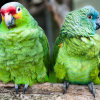 Two green birds