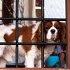 Dog in window