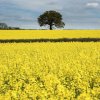 Yellow Field