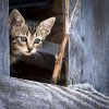 Kitten in Window