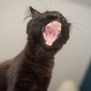 Cat Yawning