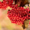 Red Berries