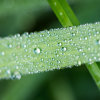 Grass and Rain