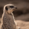 Meerkat