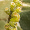 Cacti