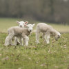 Spring Lambs