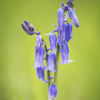 Bluebells