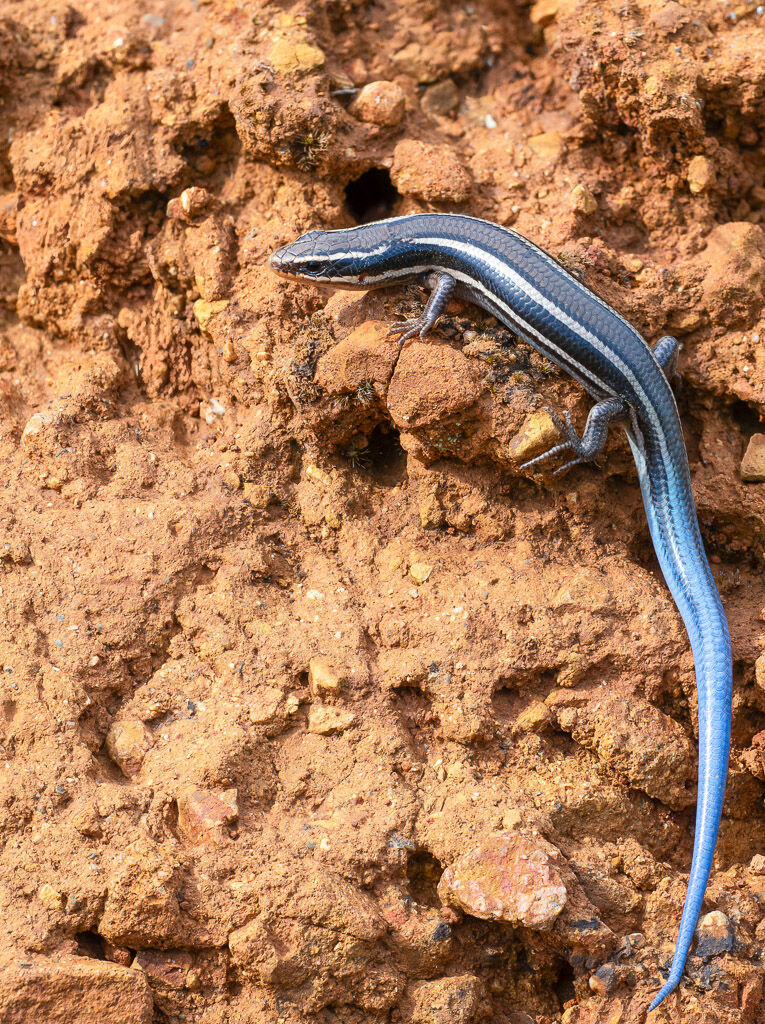 5 lined Skink on red Jory soil