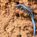 5 lined Skink on red Jory soil