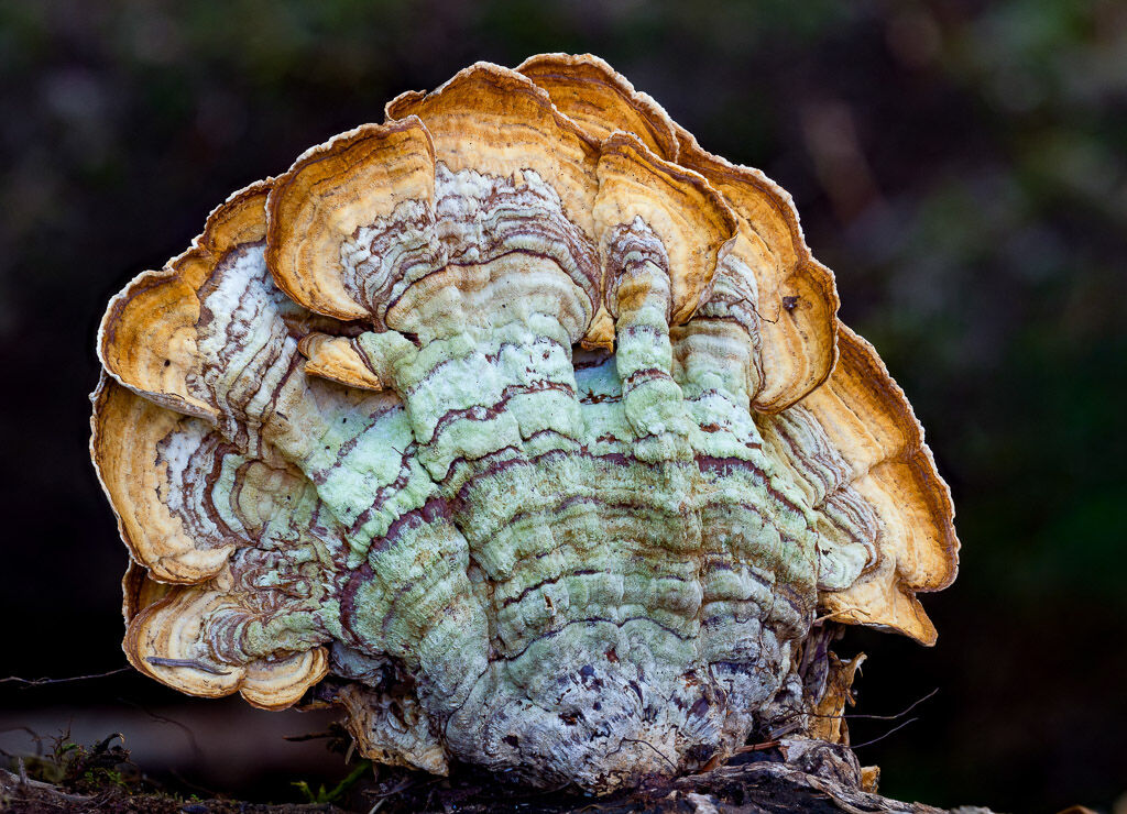 A fine Turkeytail fungus