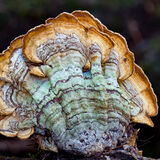 A fine Turkeytail fungus