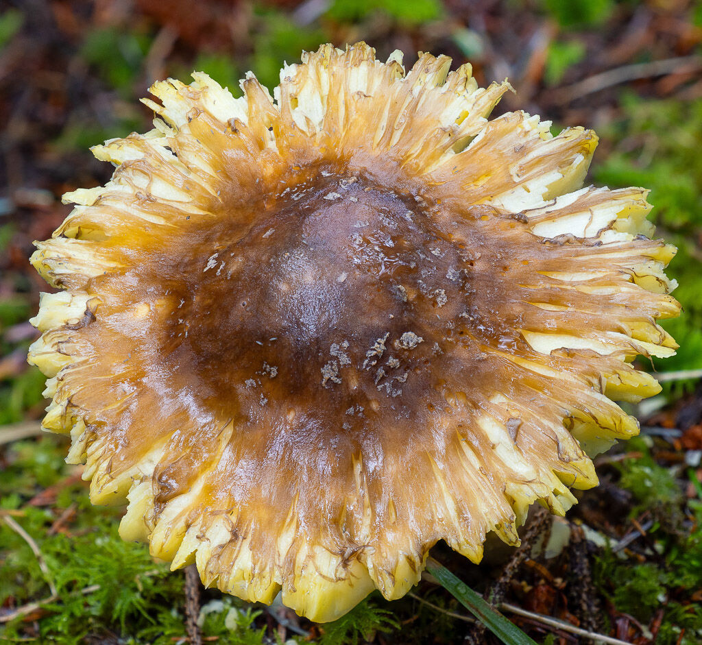 A look alike sun flower fungus
