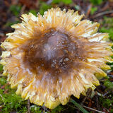 A look alike sun flower fungus