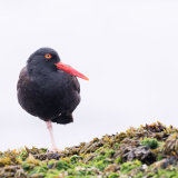 American Oystercatcher on one leg-2